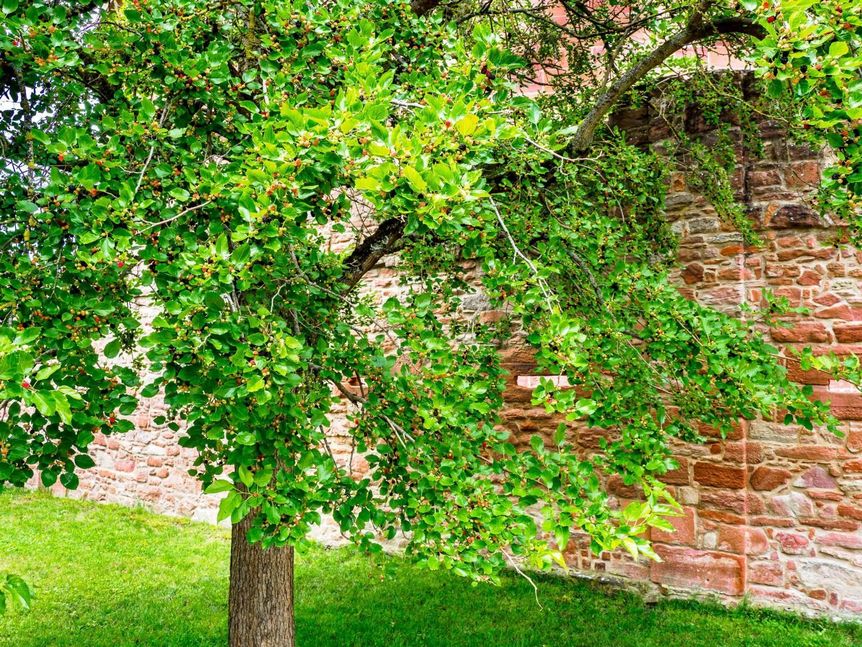 Foto: Ralf Kuhlen Schloss Heidelberg, Maulbeerallee